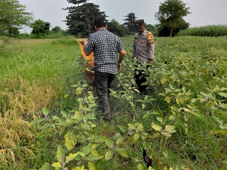 Wujud Polisi Cinta Petani, Bhabinkamtibmas Tinjau Lahan Terong untuk Ketahanan Pangan Bergizi di Kedondong